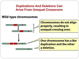 Duplications And Deletions Can
Arise From Unequal Crossovers
Repeated sequences can cause uneven alignments
 