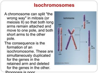 A chromosome can split "the
wrong way" in mitosis (or
meiosis II) so that both long
arms remain attached and
move to one pole, and both
short arms to the other
pole.
The consequence is the
formation of an
isochromosome. These are
simultaneously duplicated
for the genes in the
retained arm and deleted
for the genes in the other.
Isochromosomes
 