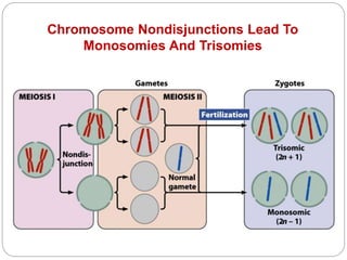 Chromosome Nondisjunctions Lead To
Monosomies And Trisomies
 