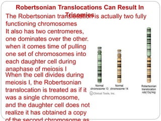 Robertsonian Translocations Can Result In
Trisomies
The Robertsonian translocation is actually two fully
functioning chromosomes
It also has two centromeres,
one dominates over the other.
when it comes time of pulling
one set of chromosomes into
each daughter cell during
anaphase of meiosis I
When the cell divides during
meiosis I, the Robertsonian
translocation is treated as if it
was a single chromosome,
and the daughter cell does not
realize it has obtained a copy
 