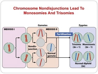 Chromosome Nondisjunctions Lead To
Monosomies And Trisomies
 