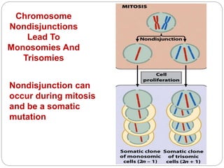 Chromosome
Nondisjunctions
Lead To
Monosomies And
Trisomies
Nondisjunction can
occur during mitosis
and be a somatic
mutation
 
