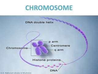 CHROMOSOME
 