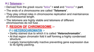 Chromosome & Giant Chromosome (Girja Pd. Patel) | PPTX