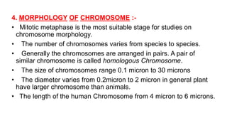 Chromosome & Giant Chromosome (Girja Pd. Patel) | PPTX