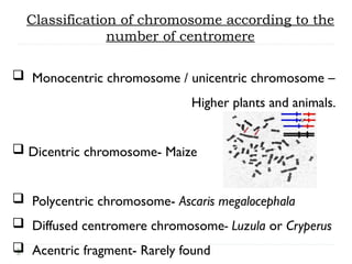 Comprehensive Study of Eukaryotic and Prokaryotic Chromosomes ...