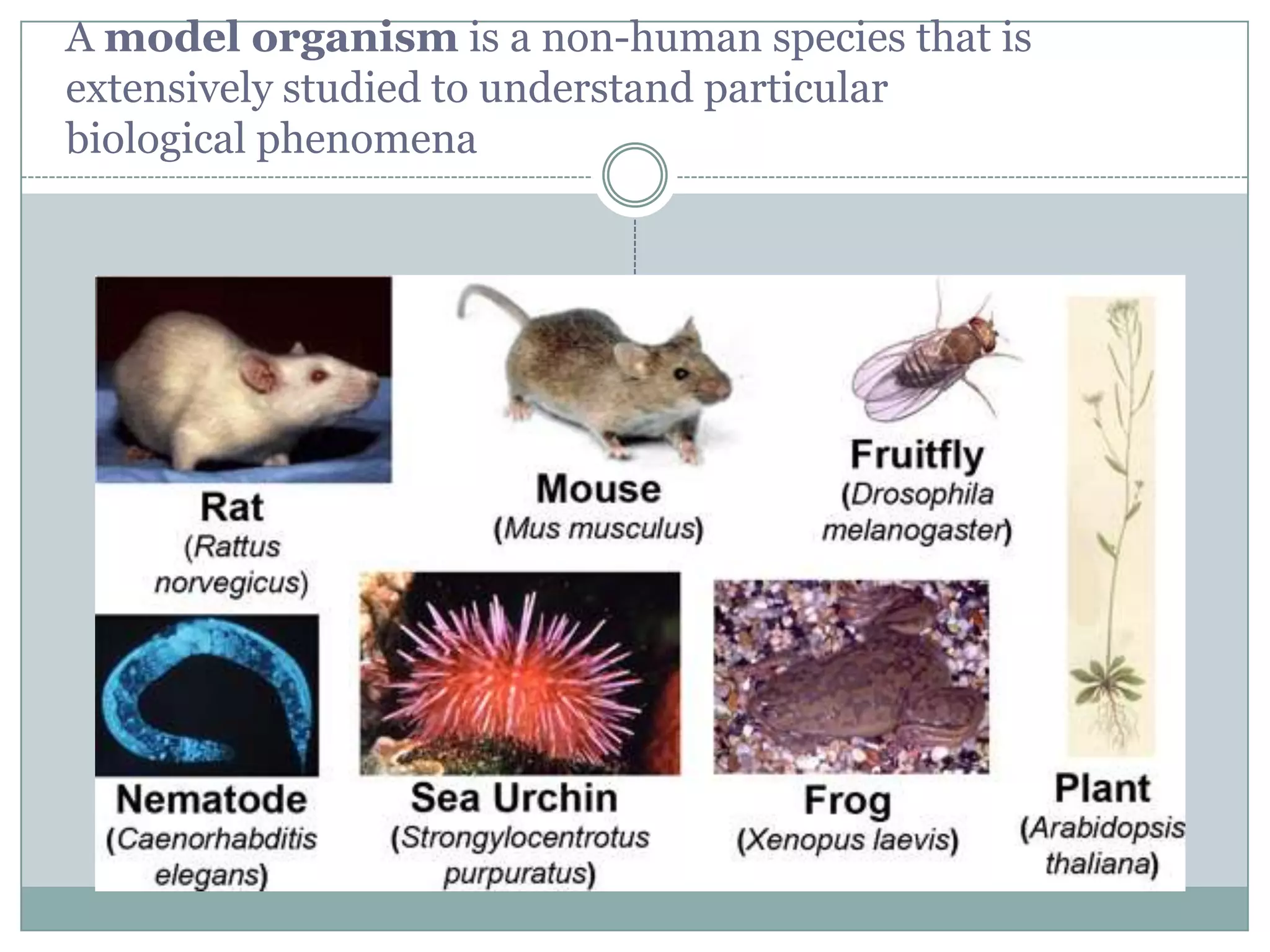 A model organism is a non-human species that is
extensively studied to understand particular
biological phenomena

 