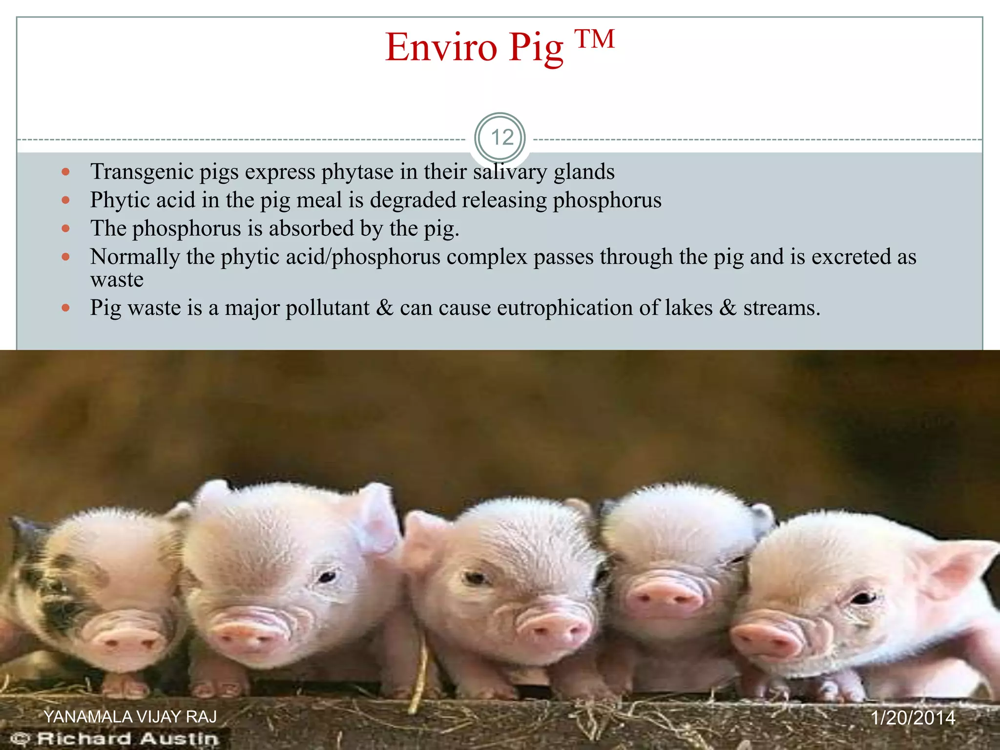 Enviro Pig TM
12





Transgenic pigs express phytase in their salivary glands
Phytic acid in the pig meal is degraded releasing phosphorus
The phosphorus is absorbed by the pig.
Normally the phytic acid/phosphorus complex passes through the pig and is excreted as
waste
 Pig waste is a major pollutant & can cause eutrophication of lakes & streams.

YANAMALA VIJAY RAJ

1/20/2014

 