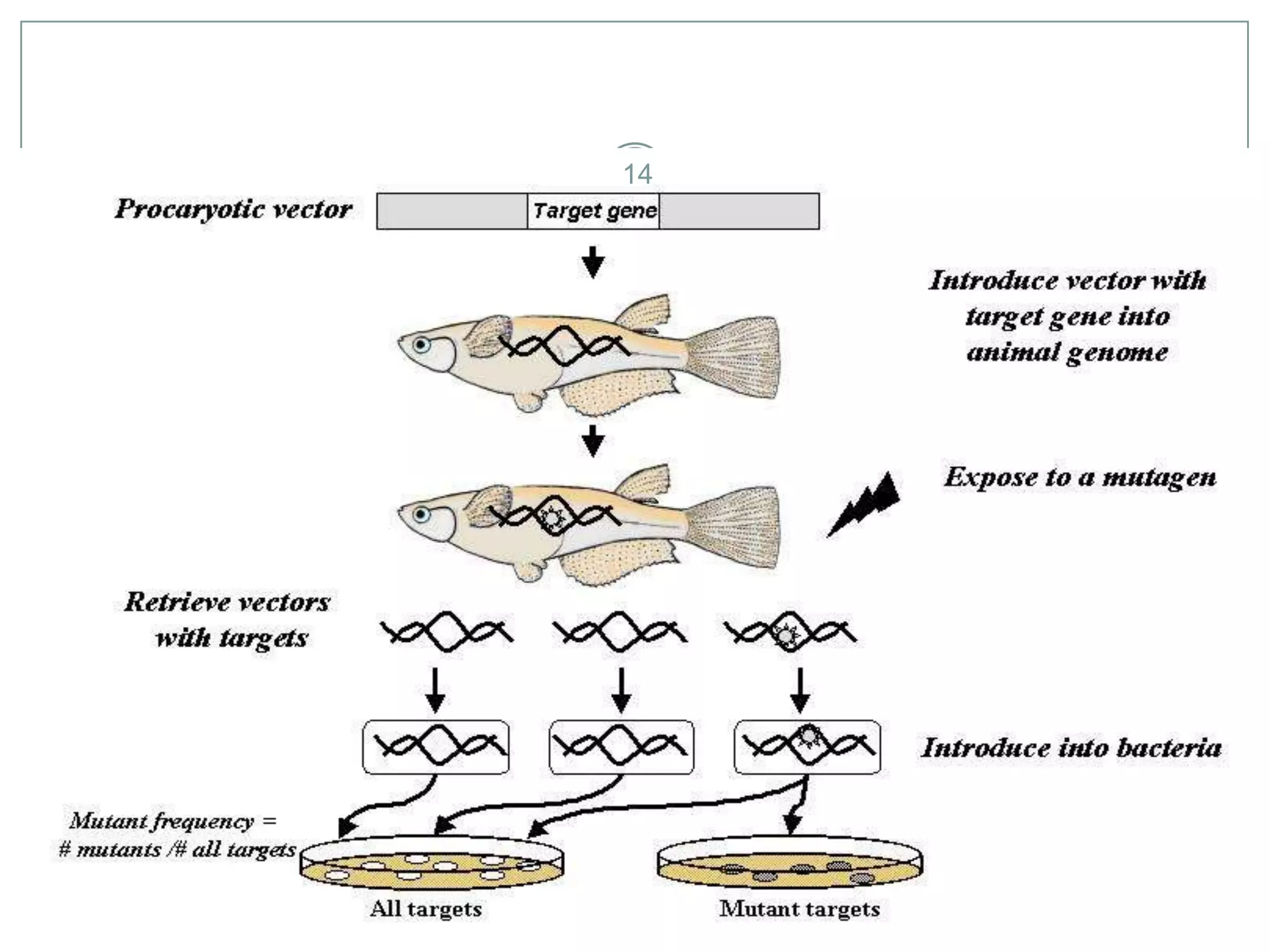 transgenic fish
14

YANAMALA VIJAY RAJ

1/20/2014

 