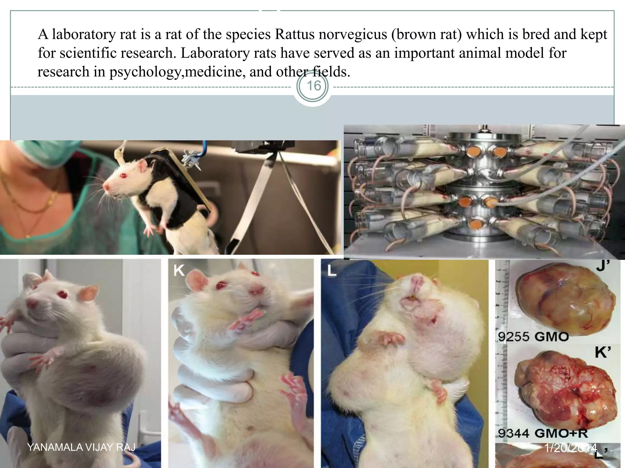 Laboratory rat

A laboratory rat is a rat of the species Rattus norvegicus (brown rat) which is bred and kept
for scientific research. Laboratory rats have served as an important animal model for
research in psychology,medicine, and other fields.
16

YANAMALA VIJAY RAJ

1/20/2014

 