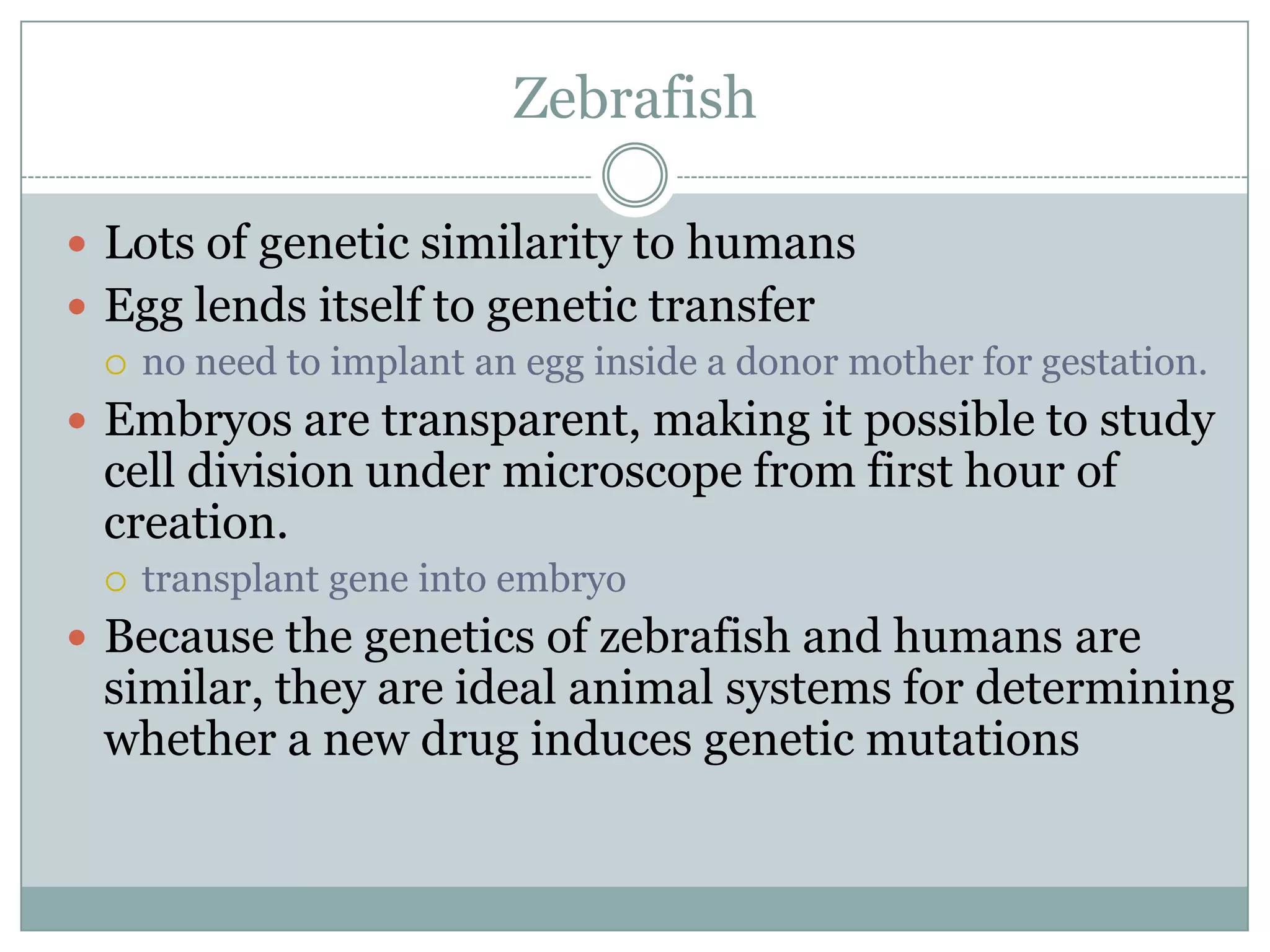 Zebrafish
 Lots of genetic similarity to humans
 Egg lends itself to genetic transfer
 no need to implant an egg inside a donor mother for gestation.
 Embryos are transparent, making it possible to study

cell division under microscope from first hour of
creation.


transplant gene into embryo

 Because the genetics of zebrafish and humans are

similar, they are ideal animal systems for determining
whether a new drug induces genetic mutations

 