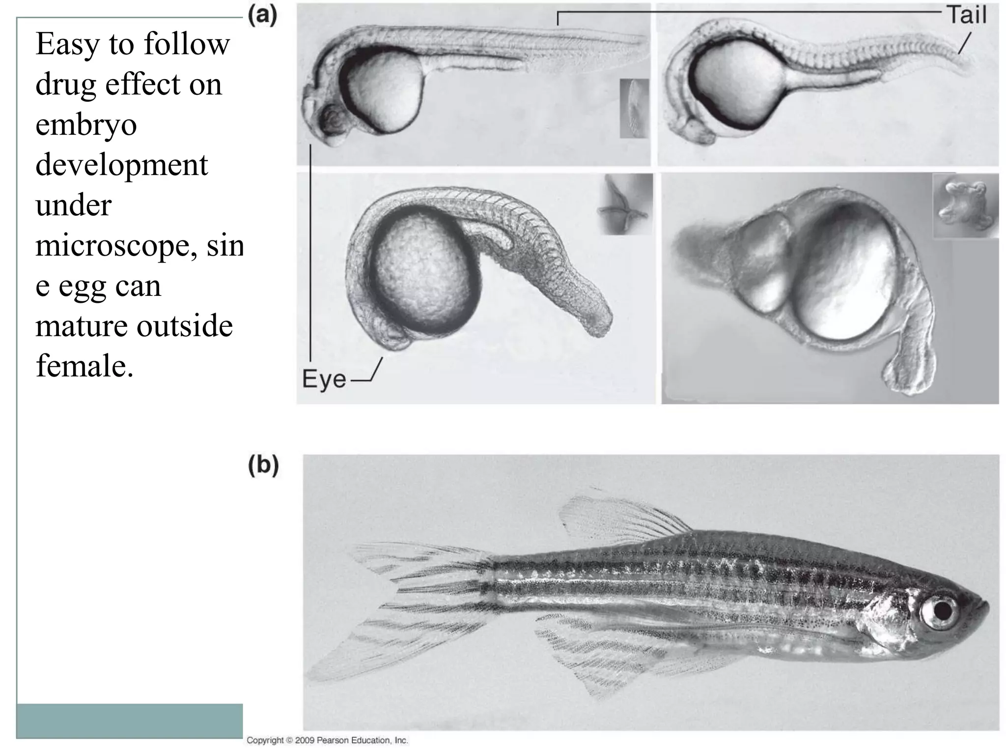 Easy to follow
drug effect on
embryo
development
under
microscope, sinc
e egg can
mature outside
female.

 