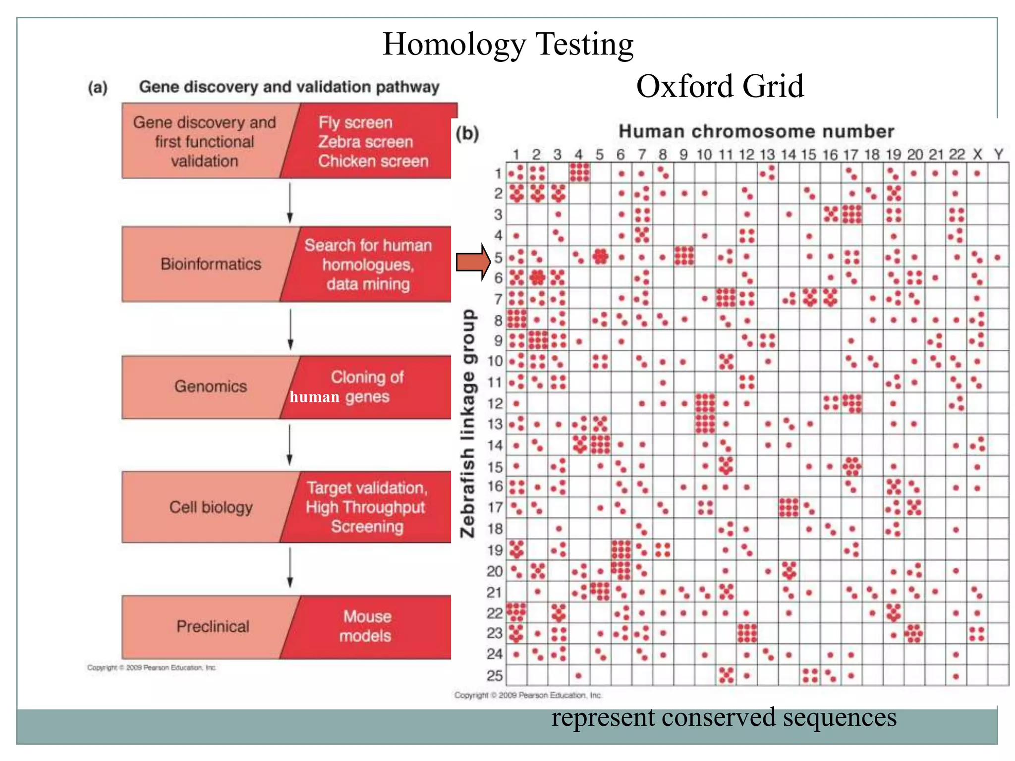Homology Testing

Oxford Grid

human

Dots represent similar genes
Boxes with more than one dot
represent conserved sequences

 