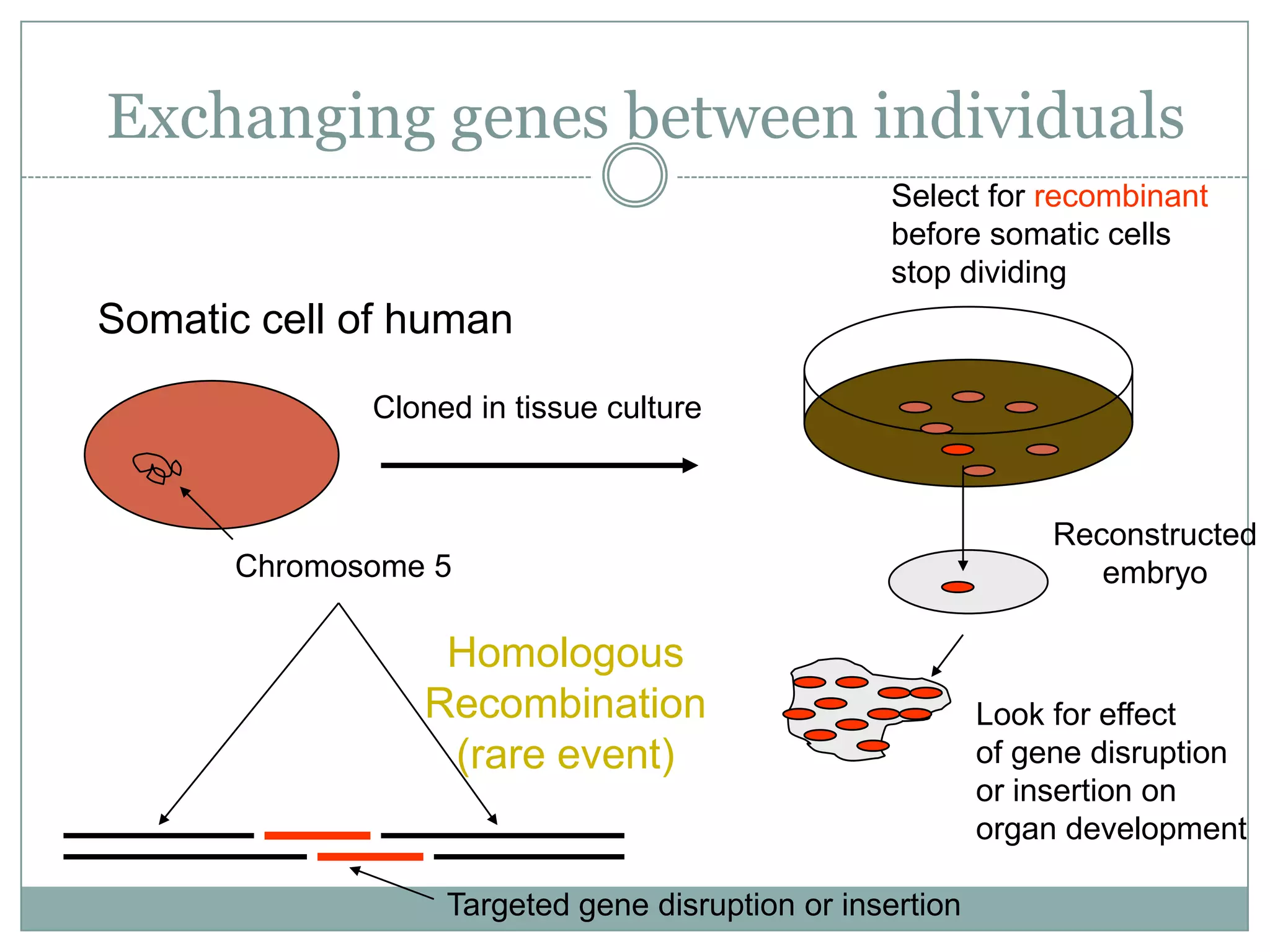 Exchanging genes between individuals
Select for recombinant
before somatic cells
stop dividing

Somatic cell of human
Cloned in tissue culture

Chromosome 5

Homologous
Recombination
(rare event)

Targeted gene disruption or insertion

Reconstructed
embryo

Look for effect
of gene disruption
or insertion on
organ development

 