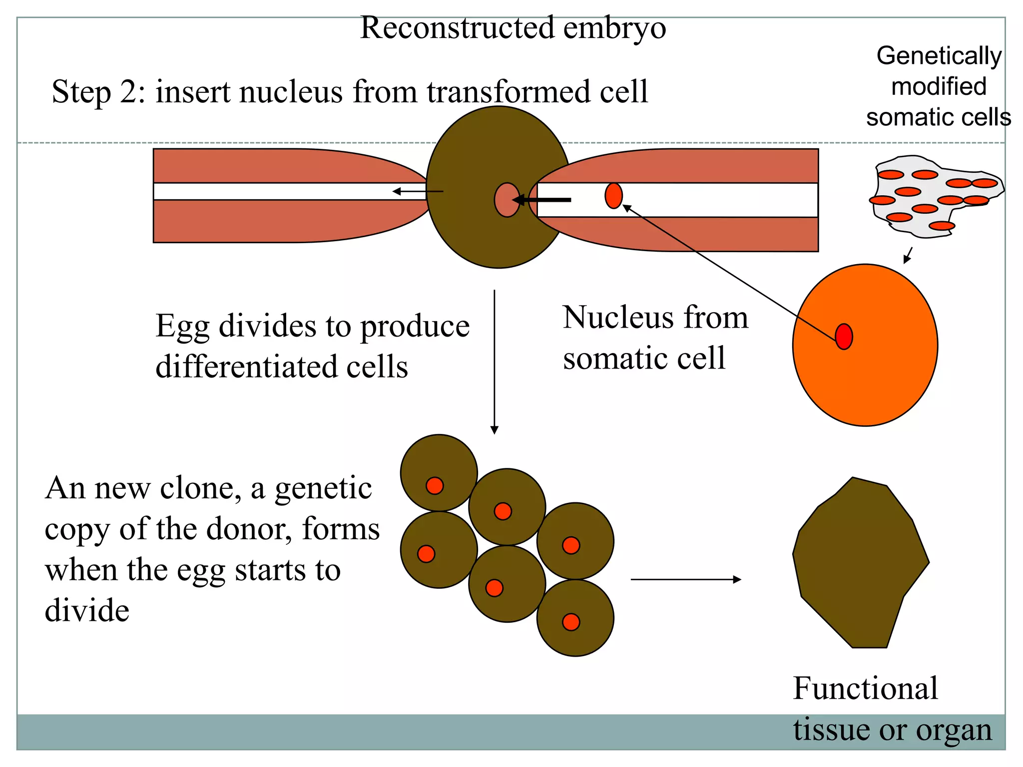 Reconstructed embryo
Step 2: insert nucleus from transformed cell

Egg divides to produce
differentiated cells

Genetically
modified
somatic cells

Nucleus from
somatic cell

An new clone, a genetic
copy of the donor, forms
when the egg starts to
divide
Functional
tissue or organ

 