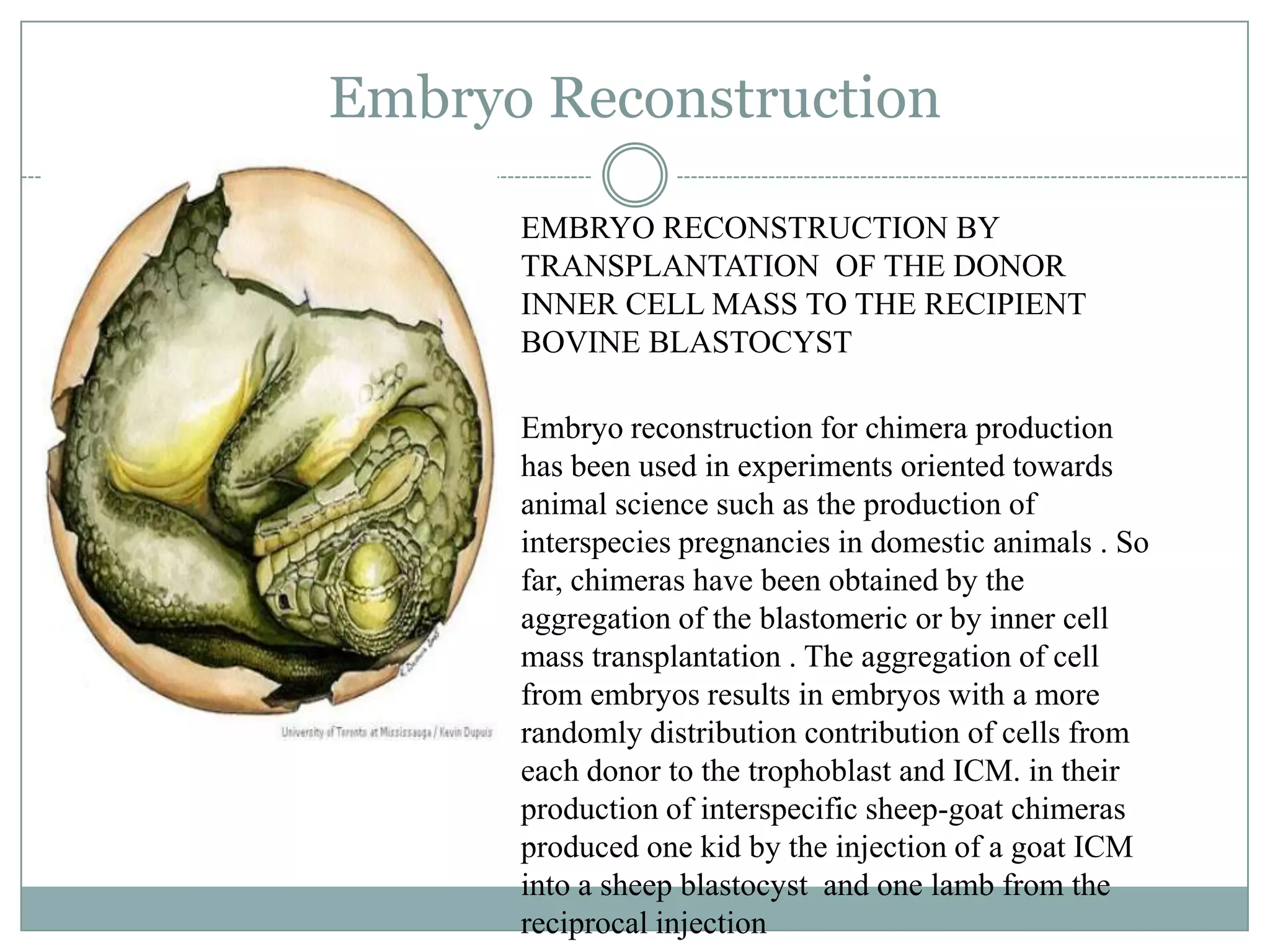 Embryo Reconstruction
EMBRYO RECONSTRUCTION BY
TRANSPLANTATION OF THE DONOR
INNER CELL MASS TO THE RECIPIENT
BOVINE BLASTOCYST
Embryo reconstruction for chimera production
has been used in experiments oriented towards
animal science such as the production of
interspecies pregnancies in domestic animals . So
far, chimeras have been obtained by the
aggregation of the blastomeric or by inner cell
mass transplantation . The aggregation of cell
from embryos results in embryos with a more
randomly distribution contribution of cells from
each donor to the trophoblast and ICM. in their
production of interspecific sheep-goat chimeras
produced one kid by the injection of a goat ICM
into a sheep blastocyst and one lamb from the
reciprocal injection

 