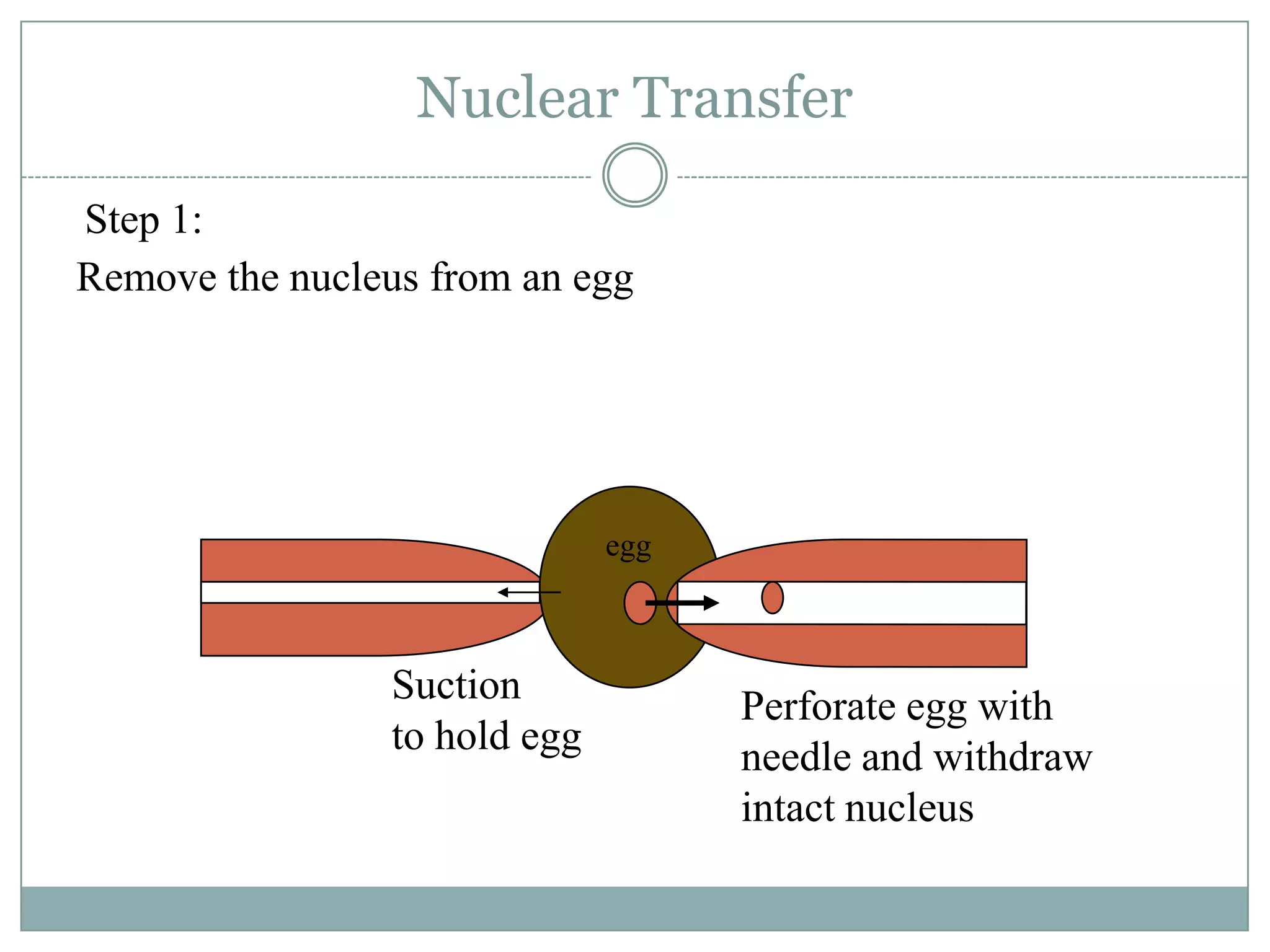 Nuclear Transfer
Step 1:
Remove the nucleus from an egg

egg

Suction
to hold egg

Perforate egg with
needle and withdraw
intact nucleus

 