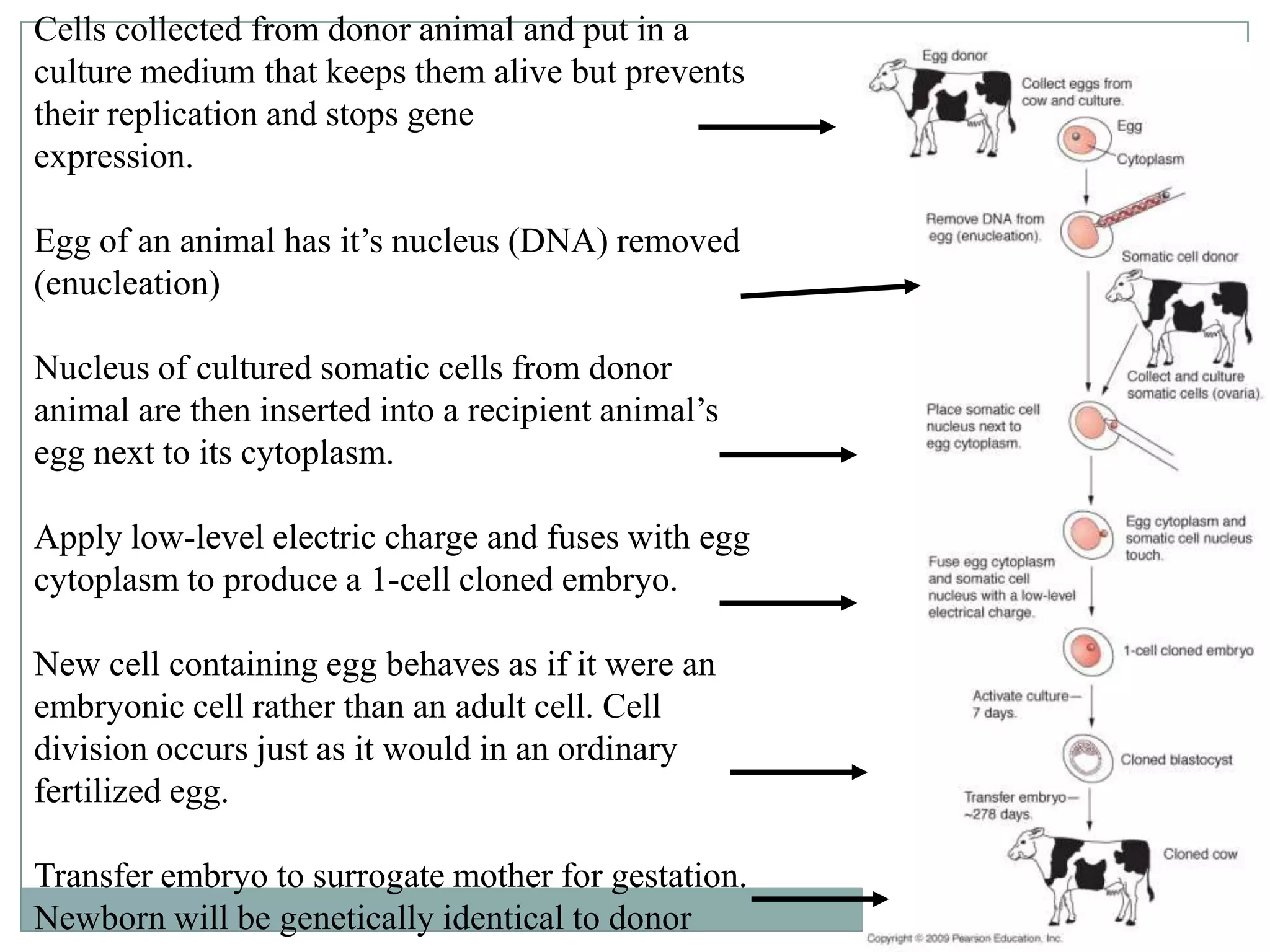 Cells collected from donor animal and put in a
culture medium that keeps them alive but prevents
their replication and stops gene
expression.
Egg of an animal has it’s nucleus (DNA) removed
(enucleation)
Nucleus of cultured somatic cells from donor
animal are then inserted into a recipient animal’s
egg next to its cytoplasm.

Apply low-level electric charge and fuses with egg
cytoplasm to produce a 1-cell cloned embryo.
New cell containing egg behaves as if it were an
embryonic cell rather than an adult cell. Cell
division occurs just as it would in an ordinary
fertilized egg.
Transfer embryo to surrogate mother for gestation.
Newborn will be genetically identical to donor

 