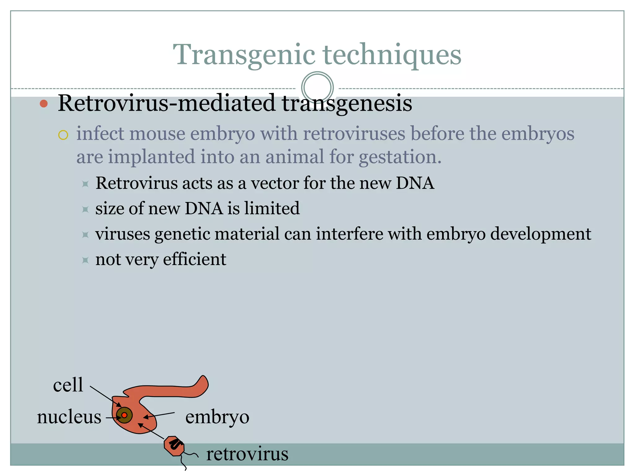 Transgenic techniques
 Retrovirus-mediated transgenesis
 infect mouse embryo with retroviruses before the embryos
are implanted into an animal for gestation.
Retrovirus acts as a vector for the new DNA
 size of new DNA is limited
 viruses genetic material can interfere with embryo development
 not very efficient


cell
nucleus

embryo
retrovirus

 