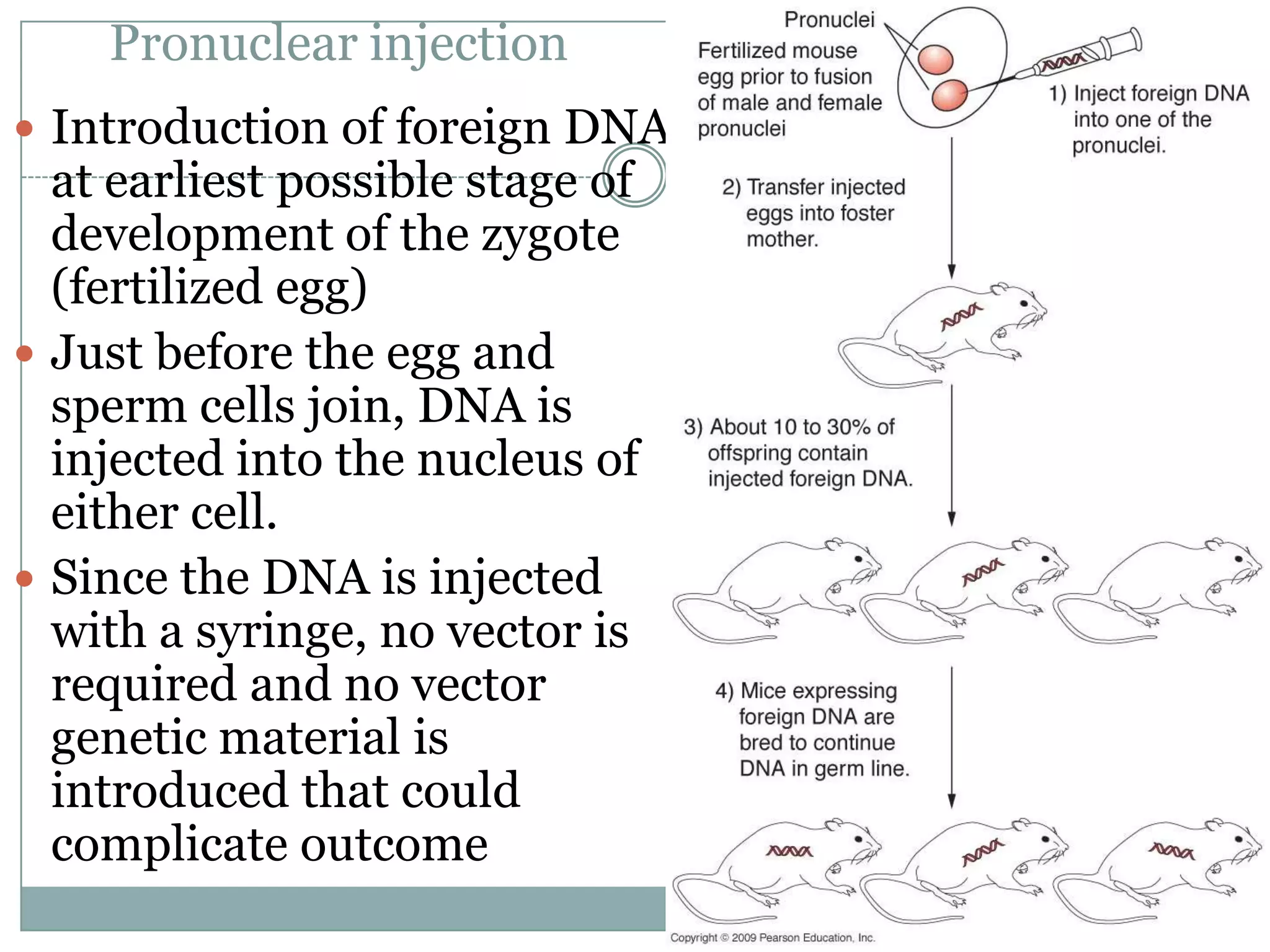 Pronuclear injection
 Introduction of foreign DNA

at earliest possible stage of
development of the zygote
(fertilized egg)
 Just before the egg and
sperm cells join, DNA is
injected into the nucleus of
either cell.
 Since the DNA is injected
with a syringe, no vector is
required and no vector
genetic material is
introduced that could
complicate outcome

 