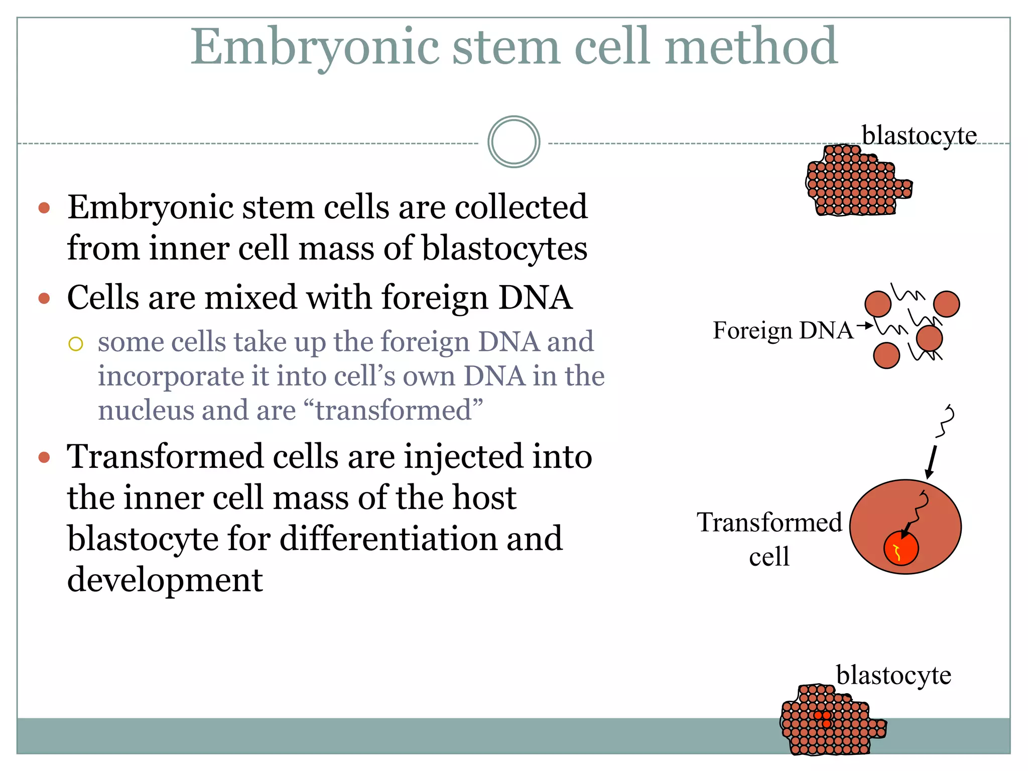 Embryonic stem cell method
blastocyte

 Embryonic stem cells are collected

from inner cell mass of blastocytes
 Cells are mixed with foreign DNA


some cells take up the foreign DNA and
incorporate it into cell’s own DNA in the
nucleus and are “transformed”

Foreign DNA

 Transformed cells are injected into

the inner cell mass of the host
blastocyte for differentiation and
development

Transformed
cell

blastocyte

 