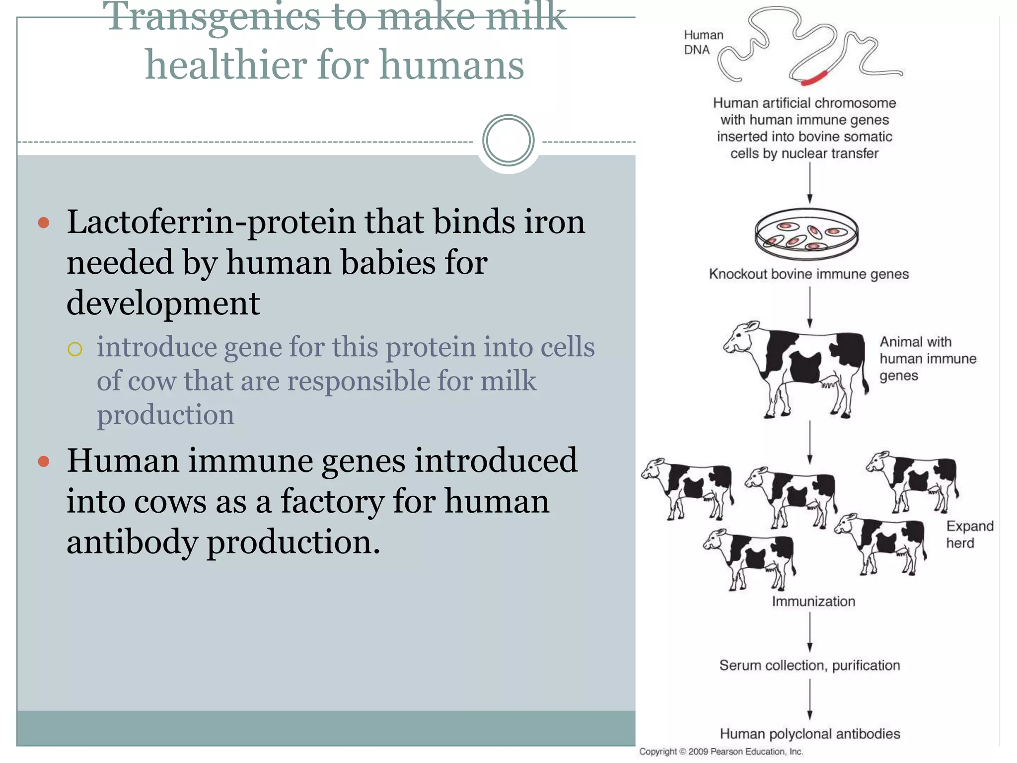 Transgenics to make milk
healthier for humans

 Lactoferrin-protein that binds iron

needed by human babies for
development


introduce gene for this protein into cells
of cow that are responsible for milk
production

 Human immune genes introduced

into cows as a factory for human
antibody production.

 