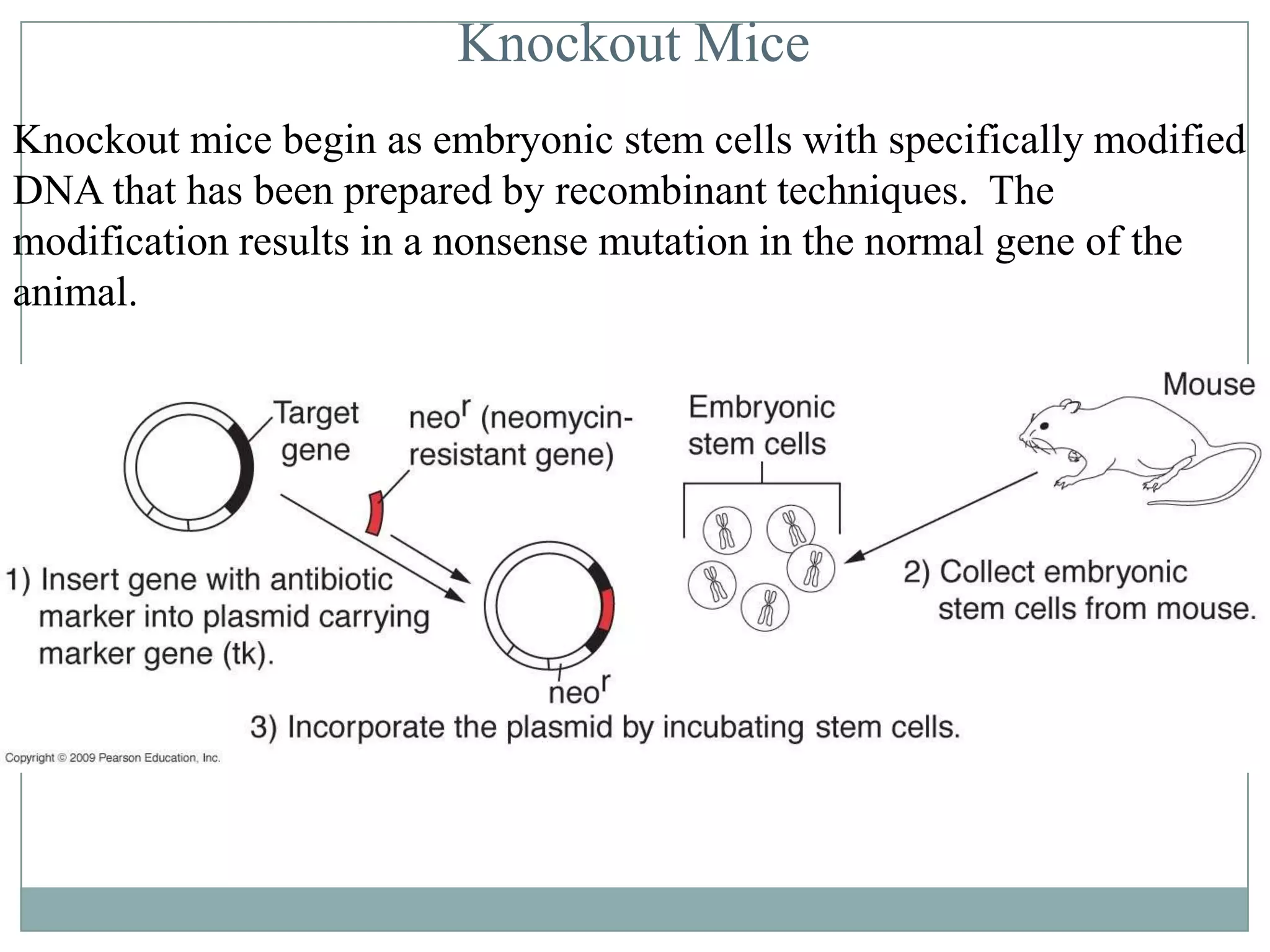 Knockout Mice
Knockout mice begin as embryonic stem cells with specifically modified
DNA that has been prepared by recombinant techniques. The
modification results in a nonsense mutation in the normal gene of the
animal.

 