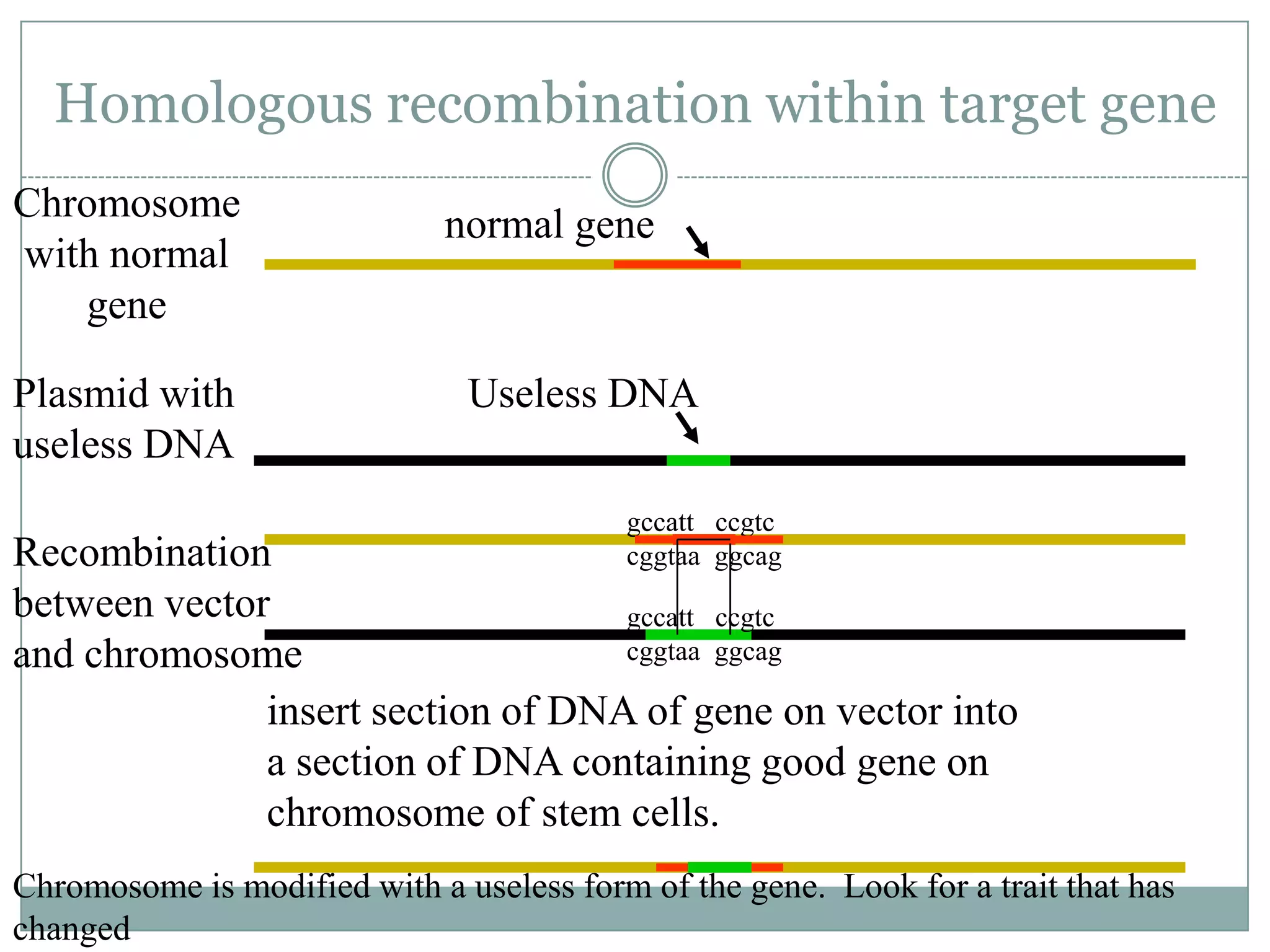 Homologous recombination within target gene
Chromosome
with normal
gene
Plasmid with
useless DNA

normal gene

Useless DNA
gccatt ccgtc
cggtaa ggcag

Recombination
between vector
gccatt ccgtc
cggtaa ggcag
and chromosome
insert section of DNA of gene on vector into
a section of DNA containing good gene on
chromosome of stem cells.
Chromosome is modified with a useless form of the gene. Look for a trait that has
changed

 