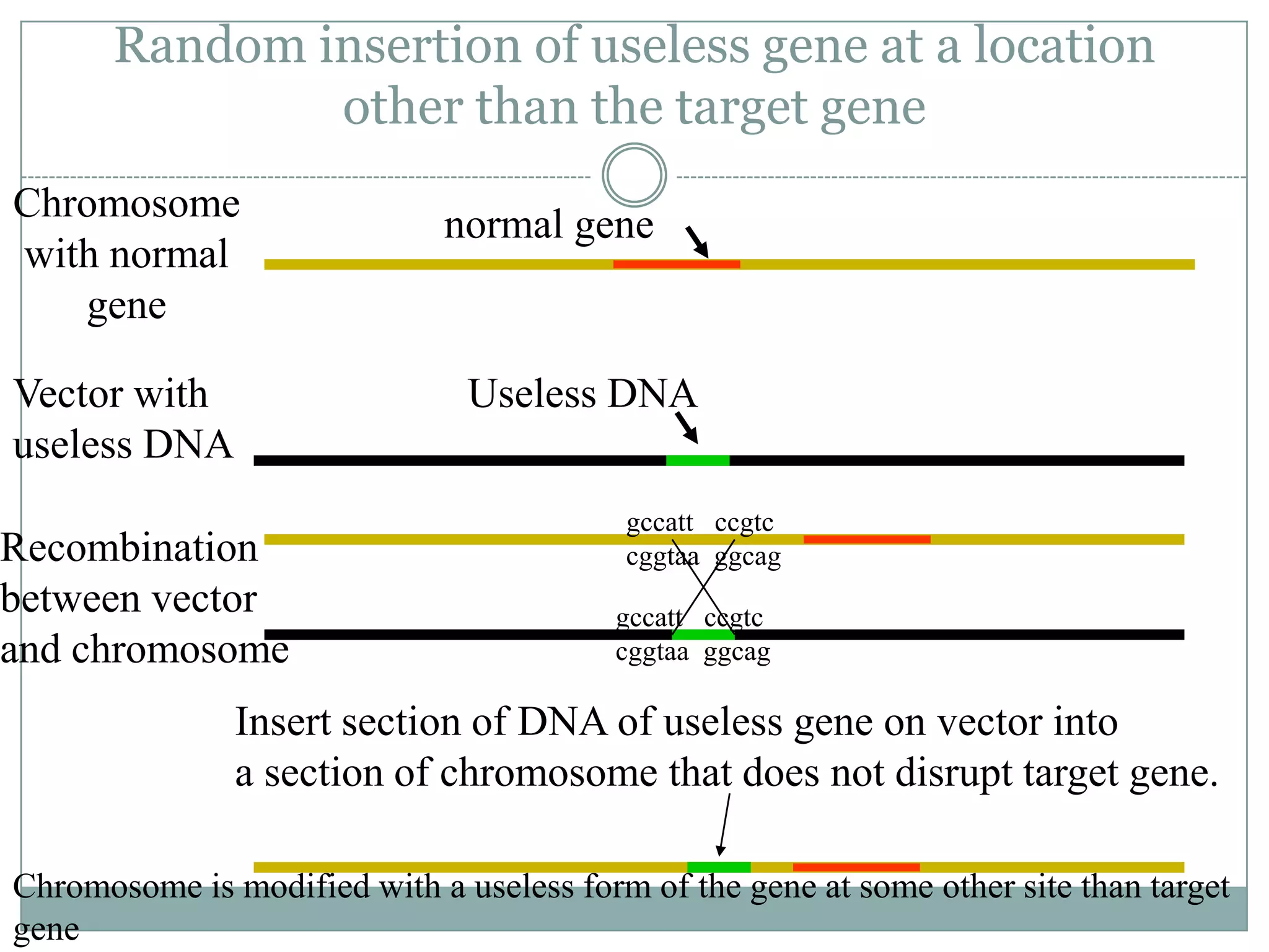 Random insertion of useless gene at a location
other than the target gene
Chromosome
with normal
gene
Vector with
useless DNA

normal gene

Useless DNA

Recombination
between vector
and chromosome

gccatt ccgtc
cggtaa ggcag
gccatt ccgtc
cggtaa ggcag

Insert section of DNA of useless gene on vector into
a section of chromosome that does not disrupt target gene.
Chromosome is modified with a useless form of the gene at some other site than target
gene

 