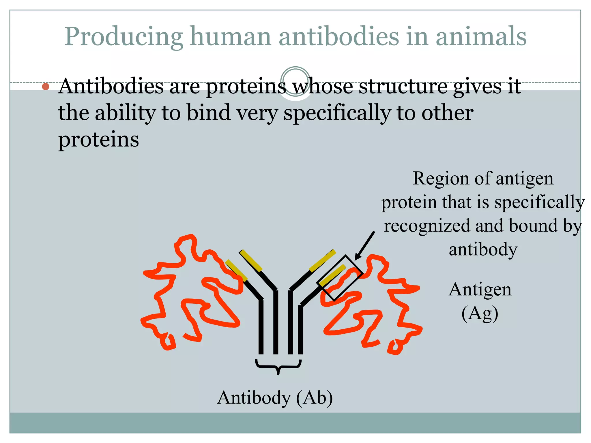Producing human antibodies in animals
 Antibodies are proteins whose structure gives it

the ability to bind very specifically to other
proteins
Region of antigen
protein that is specifically
recognized and bound by
antibody
Antigen
(Ag)

Antibody (Ab)

 