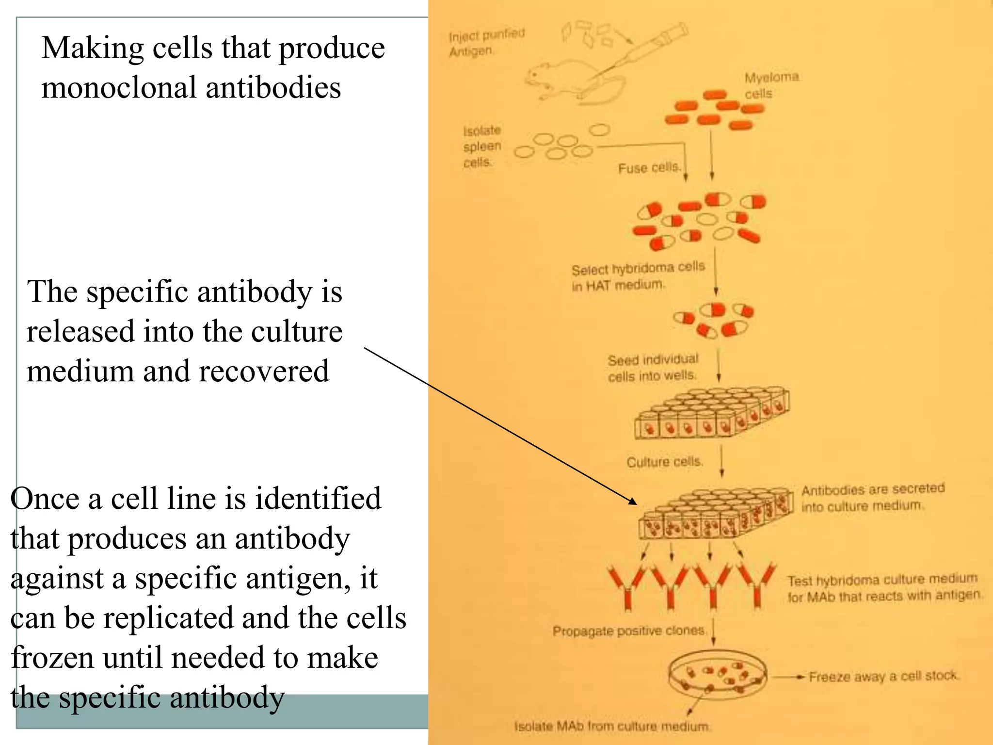 Making cells that produce
monoclonal antibodies

The specific antibody is
released into the culture
medium and recovered

Once a cell line is identified
that produces an antibody
against a specific antigen, it
can be replicated and the cells
frozen until needed to make
the specific antibody

 
