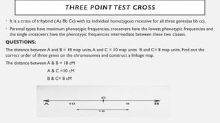 Three Point Cross Example Questions CHROMOSOME MAPPING PRESENTATION OUAT PBG | PPTX
