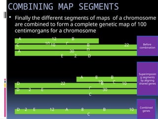 COMBINING MAP SEGMENTS
 Finally the different segments of maps of a chromosome
are combined to form a complete genetic map of 100
centimorgans for a chromosome
A 12 B
10 C
C 10 B 22
D
A 30
E 2 D
D 22 B 10
C
D 2 E 30
C
D 2 E 12 A 8 B 10
C
A 8 B
10 C
Before
combination
Superimposin
g segments
by aligning
shared genes
Combined
genes
 