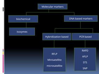 Molecular markers
biochemical DNA based markers
isozymes
Hybridization based PCR based
RFLP
Minisatellite
microsatellite
RAPD
AFLP
STS
SNP
 