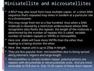 Minisatellite and microsatellites
 A RFLP may also result from have multiple copies of a short DNA
sequence that’s repeated may times in tandem at a particular site
in a chromosome.
 This may range from ten to a few hundred thus when a DNA
molecule is cleaved by a restriction endonuclease whose DNA
recognition sites flanks the repeats the length of the molecule is
determined by the number of repeats this is called variable
number of tandem repeats or VNTRs or minisatellite.
 Here one allele will have more VNTRs than the other thus
leading to it being shorter the other.
 Here the repeat unit is up to 25bp in length.
 They are less popular than microsatellites due to being spread
along telomeric regions and large length
 Microsatellites or simple tandem repeat polymorphisms are
repeats with dinucleotide or tetranucleotide units. And are more
amenable to PCR due to 0nly 10-30 copies of these short repeats
 