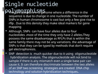 Single nucleotide
polymorphisms
 They are positions in a genome where a difference in the
sequence is due to change in one nucleotide. The number of
SNPs in human chromosome is vast but only a few give rise to
rflp . Due to this density they make ideal markers for gene
mapping
 Although, SNPs can have four alleles due to four
nucleotides .most of the time they only have 2 alleles.They
possess the same disadvantage as RFLPs that is within the
same family there may not be any variations. the advantage of
SNPs is that they can be typed by methods that don’t require
gel electrophoresis.
 SNP detection is much quicker due to it using oligonucleotide
hybridization analysis. The oligonucleotide will not bind to
sample if there is any mismatch even a single base pair can
cause it. It can therefore discriminate between the two alleles
of an SNP two screening strategies are created DNA chip
technology and solution hybridization techniques.
 
