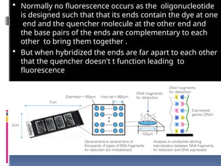  Normally no fluorescence occurs as the oligonucleotide
is designed such that that its ends contain the dye at one
end and the quencher molecule at the other end and
the base pairs of the ends are complementary to each
other to bring them together .
 But when hybridized the ends are far apart to each other
that the quencher doesn't t function leading to
fluorescence
 