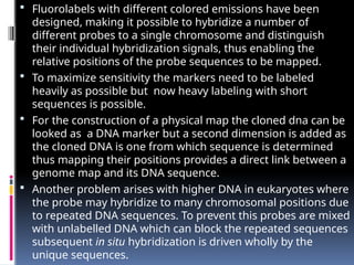  Fluorolabels with different colored emissions have been
designed, making it possible to hybridize a number of
different probes to a single chromosome and distinguish
their individual hybridization signals, thus enabling the
relative positions of the probe sequences to be mapped.
 To maximize sensitivity the markers need to be labeled
heavily as possible but now heavy labeling with short
sequences is possible.
 For the construction of a physical map the cloned dna can be
looked as a DNA marker but a second dimension is added as
the cloned DNA is one from which sequence is determined
thus mapping their positions provides a direct link between a
genome map and its DNA sequence.
 Another problem arises with higher DNA in eukaryotes where
the probe may hybridize to many chromosomal positions due
to repeated DNA sequences. To prevent this probes are mixed
with unlabelled DNA which can block the repeated sequences
subsequent in situ hybridization is driven wholly by the
unique sequences.
 