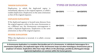 CHROMOSOME MUTATION: CHROMOSOME REARRANGEMENT, ANEUPLOIDY AND ...