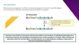 CHROMOSOME MUTATION: CHROMOSOME REARRANGEMENT, ANEUPLOIDY AND ...