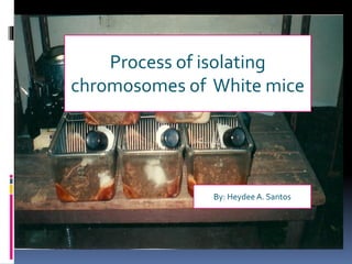 Process of isolating
chromosomes of White mice

By: Heydee A. Santos

 