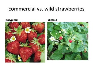 commercial vs. wild strawberries <ul><li>polyploid </li></ul><ul><li>diploid </li></ul>