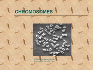 CHROMOSOMES




     © The Human Genome Project:
     Biocomputing Admin Ed Yung
 