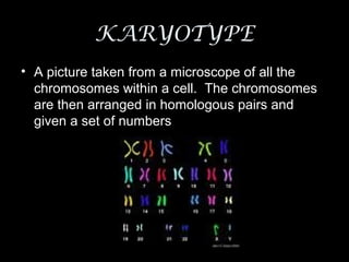 KARYOTYPE
• A picture taken from a microscope of all the
  chromosomes within a cell. The chromosomes
  are then arranged in homologous pairs and
  given a set of numbers
 