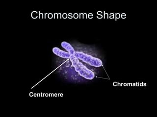 Chromosome Shape




             Chromatids
Centromere
 
