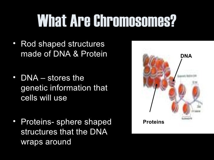 What are chromosomes made of?