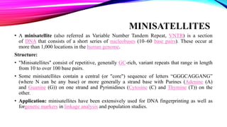 Minisatellite Example Chromosomes | PPTX