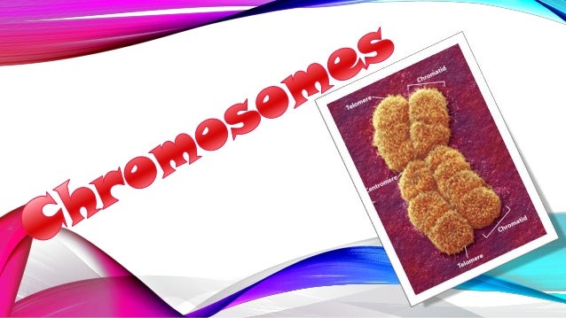 Chromosomes