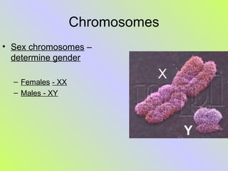 Chromosomes and relevant vocabulary | PPT