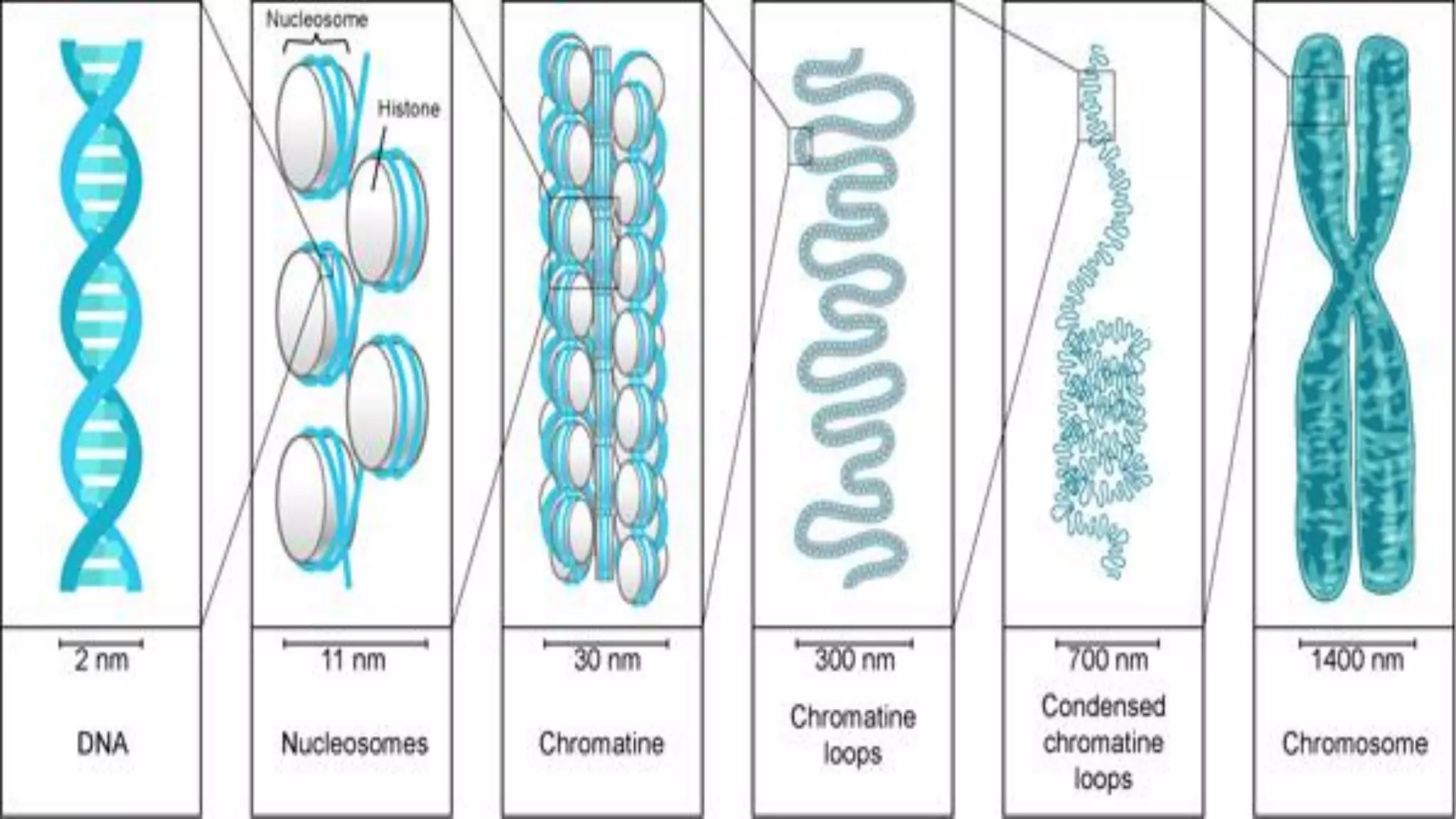 Grade 8 Science - Chromosomes | PDF